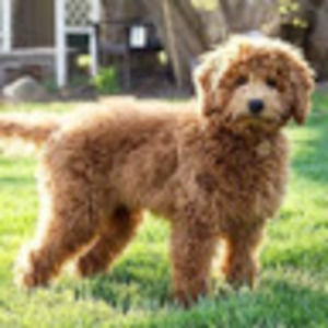 Meet your Posher, Josie